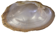 Actinonaias pectorosa