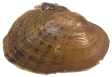 Actinonaias pectorosa