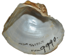 Alasmidonta arcula