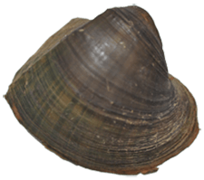 Alasmidonta arcula