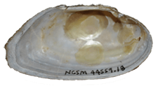 Alasmidonta atropurpurea