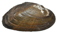 Alasmidonta atropurpurea