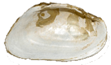 Alasmidonta heterodon