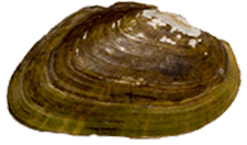 Alasmidonta heterodon