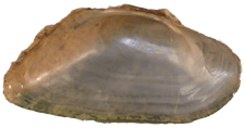 Alasmidonta marginata