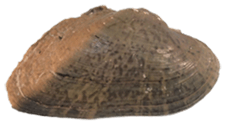Alasmidonta marginata