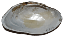 Alasmidonta raveneliana