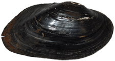 Alasmidonta raveneliana
