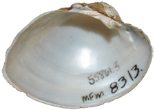 Alasmidonta triangulata
