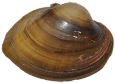 Alasmidonta triangulata