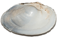 Alasmidonta undulata