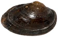 Alasmidonta undulata