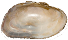 Alasmidonta varicosa