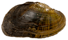 Alasmidonta varicosa