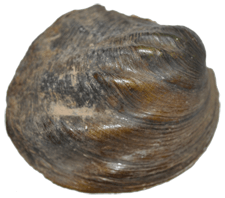 Amblema elliottii