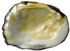 Amblema neislerii