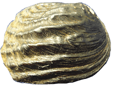 Amblema neislerii