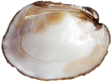 Amblema plicata