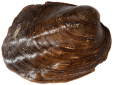 Amblema plicata