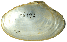 Anodonta californiensis
