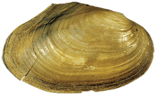 Anodonta californiensis