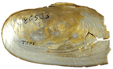 Anodonta kennerlyi