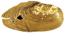 Anodonta kennerlyi