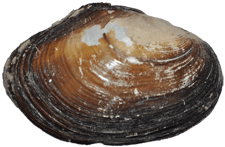 Anodonta nuttalliana