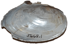 Anodonta oregonensis