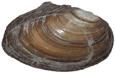 Anodonta oregonensis