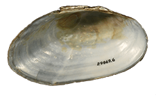 Anodontoides denigratus