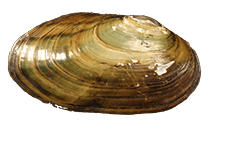 Anodontoides denigratus