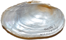 Anodontoides ferussacianus