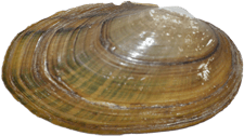 Anodontoides ferussacianus