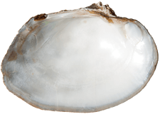 Arcidens confragosus