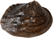 Arcidens confragosus