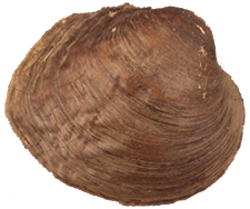 Arcidens wheeleri