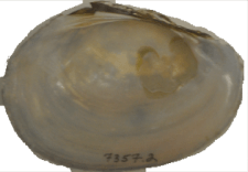 Atlanticoncha ochracea female inner