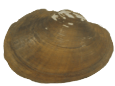 Atlanticoncha ochracea female outer
