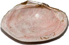 Atlanticoncha ochracea male inner 