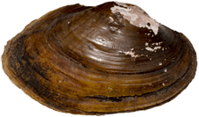 Atlanticoncha ochracea male outer