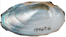 Cambarunio dactylus female inner