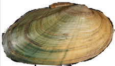 Cambarunio dactylus female outer