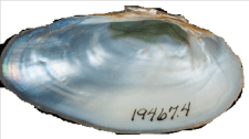 Cambarunio dactylus male inner 