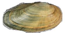 Cambarunio dactylus male outer