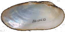 Cambarunio hesperus female inner