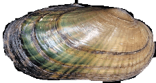 Cambarunio hesperus female outer