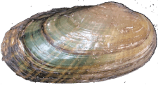 Cambarunio hesperus male outer