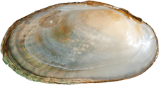 Cambarunio iris female inner