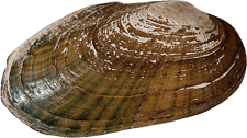 Cambarunio iris female outer